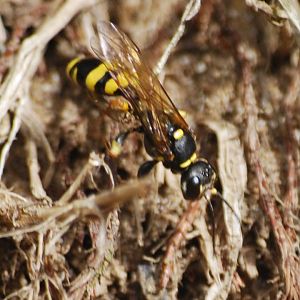 Field digger wasp