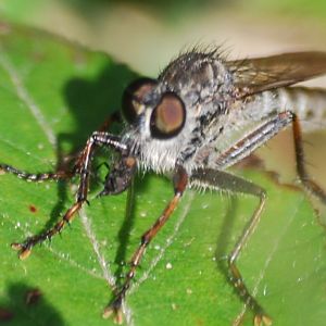 Robber fly