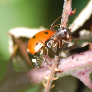 Seven-spot ladybird and wood ant