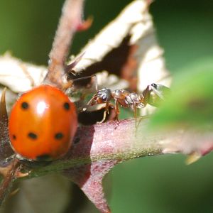 Seven-spot ladybird and wood ant
