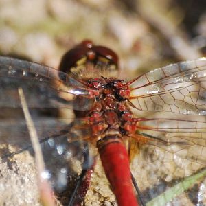 Ruddy darter dragonfly detail