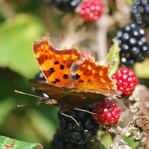 Comma butterfly