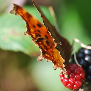 Comma butterfly