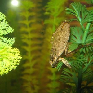 Natural History Museum-Water Bug