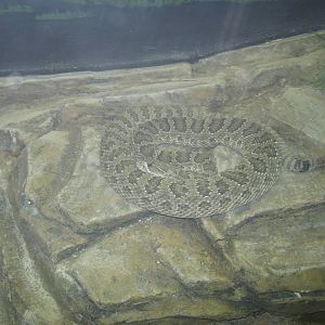 Natural History Museum-Rattlesnake