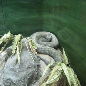 Natural History Museum-Snake