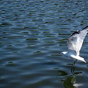 Sea Gull