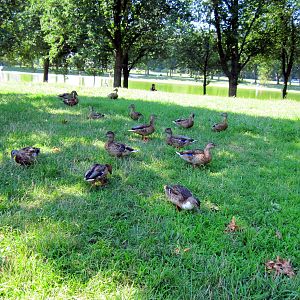 Mallard Ducks