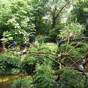 Hyacinth Macaw Exhibit