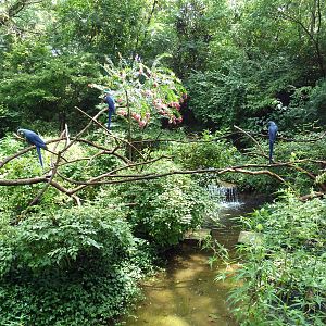 Hyacinth Macaw Exhibit