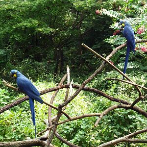 Hyacinth Macaws