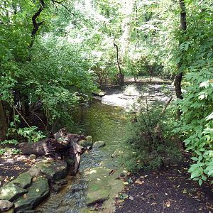 Red-Crowned Crane Exhibit