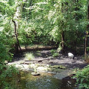 Red-Crowned Crane Exhibit