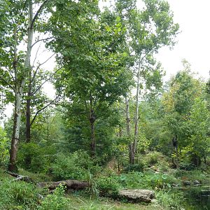Gibbon Islands - White-Cheeked + Siamang