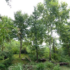 Gibbon Islands - White-Cheeked + Siamang