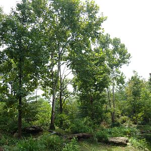 Gibbon Islands - White-Cheeked + Siamang