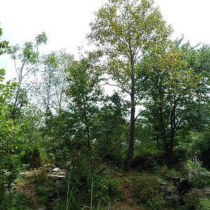 Gibbon Islands - White-Cheeked + Siamang