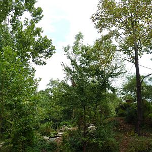 Gibbon Islands - White-Cheeked + Siamang