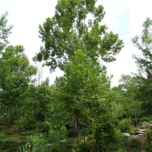Gibbon Islands - White-Cheeked + Siamang
