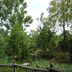 Gibbon Islands - White-Cheeked + Siamang