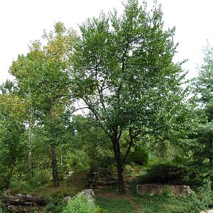 Gibbon Islands - White-Cheeked + Siamang