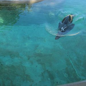 KidZone-California Sea Lion