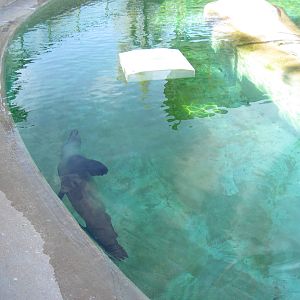 KidZone-California Sea Lion
