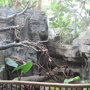 Tropics-Green Aracari/Freshwater Stingray Exhibit