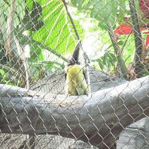 Tropics-Green Aracari