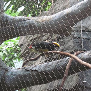 Tropics-Green Aracari