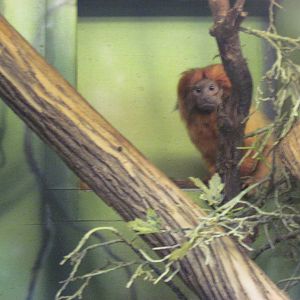 Tropics-Golden Lion Tamarin
