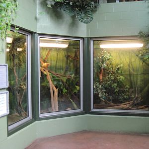 Tropics-Golden Lion Tamarin Exhibit