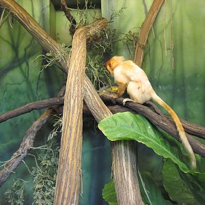 Tropics-Golden Lion Tamarin