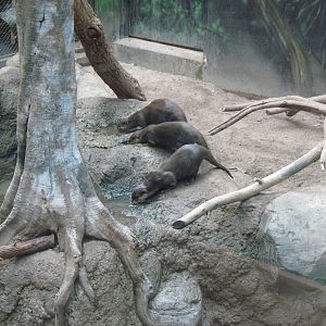 Tropics-Asian Small-clawed Otters