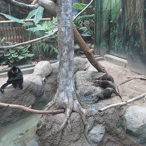 Tropics-White-cheeked Gibbon and Asian Small-clawed Otters