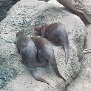 Tropics-Asian Small-clawed Otters