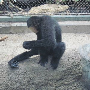 Tropics-White-cheeked Gibbon
