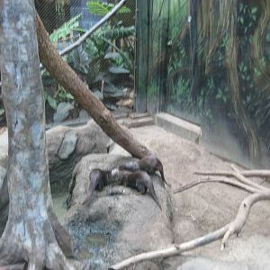 Tropics-Asian Small-clawed Otters