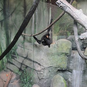 Tropics-White-cheeked Gibbon