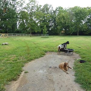 Grassmere Historic Farm