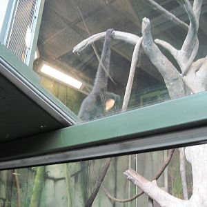 Tropics-White-cheeked Gibbon