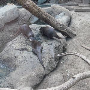 Tropics-Asian Small-clawed Otters