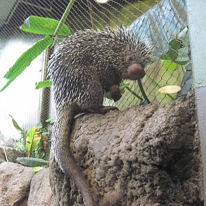 Tropics-Prehensile-tailed Porcupine