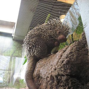 Tropics-Prehensile-tailed Porcupine