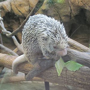 Tropics-Prehensile-tailed Porcupine