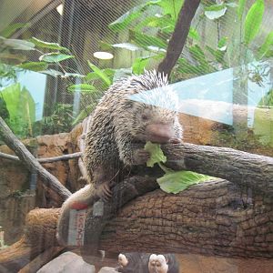 Tropics-Prehensile-tailed Porcupine