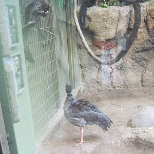 Tropics-Crested Screamer
