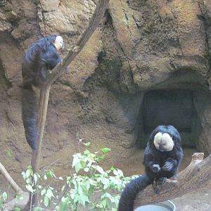 Tropics-White-faced Saki Monkeys