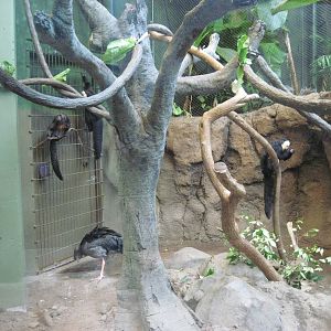 Tropics-Crested Screamer and Whitr-faced Saki Monkeys