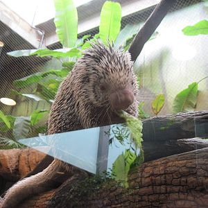 Tropics-Prehensile-tailed Porcupine